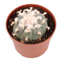 Cactus peyote