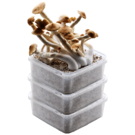 Oferta de descuento del kit de cultivo GetMagic® 3XL