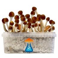 Cambodian Grow Kit 1200 ml — GetMagic®