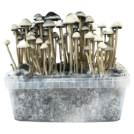 Hawaii Copelandia Grow Kit - Cloud920