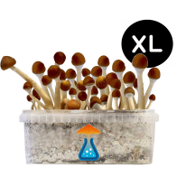 Mazatapec Grow Kit XL — GetMagic®