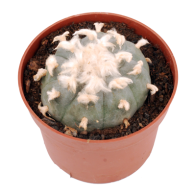 Cactus peyote