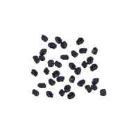 Peyote Cactus Lophophora williamsii | 10 Semillas