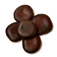 African Dream Seeds | Entada Rheedii 