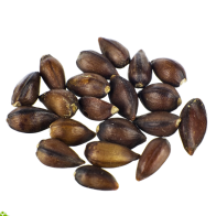 Ephedra | Ephedra sinica | 20 semillas