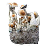 Yellow Umbo Cloud920® XL Bolsa listo para cultivar