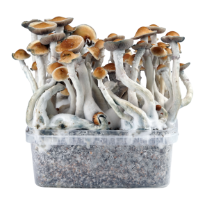 Amazonian PES Growbox / Growkit
