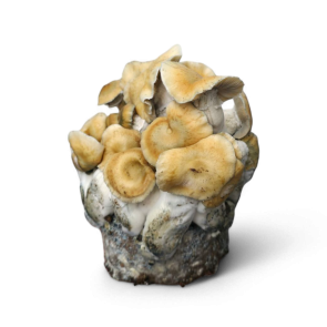 Spore print Pensacola