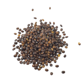 Catmint (Nepeta cataria) seeds