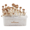 Photo Golden Teacher Kit de Cultivo - FreshMushrooms®