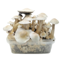 Albino Golden Teacher — Kit de Cultivo Classic XL — Cloud920®
