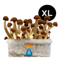Thai Grow Kit XL — GetMagic®