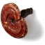  Reishi (Ganoderma Lucidum) Mushroom 