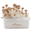 kit de cultivo de Setas Alucinógenas de FreshMushrooms®