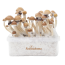 kit de cultivo de Setas Alucinógenas de FreshMushrooms®
