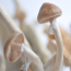 Golden Teacher psilocybe cubensis GetMagic