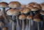 McKennaii psilocybe cubensis 