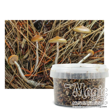 Psilocybe azurescens outdoor growkit (Photos by Caleb Brown, via Wikimedia Commons)