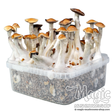 Flush of Amazonian XTC growkit