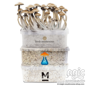magic mushroom combi pack dicount