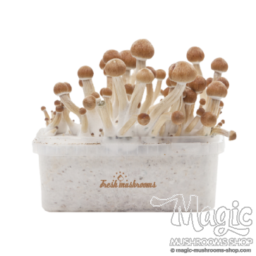 Magic mushroom kit mazatapec