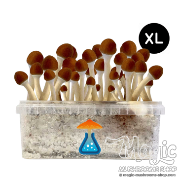 GetMagic Golden Teacher+ XL Grow Kit