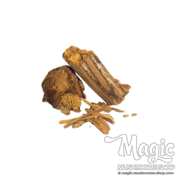 Banisteriopsis caapi | Rotes Brasilien