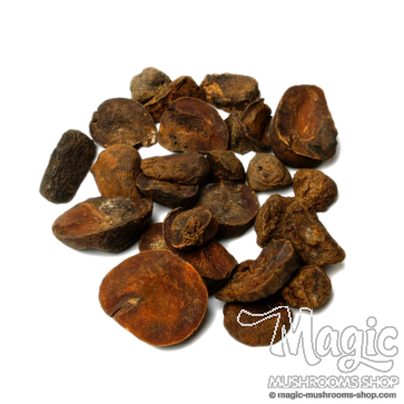 Kola Nut | Cola Nitida | Whole nuts Kola Nut | Cola Nitida | Whole nuts