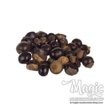 Guarana nut | Gives Energy!