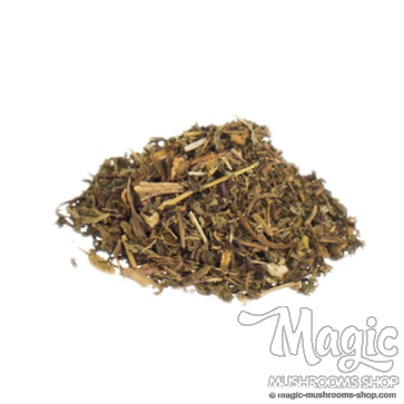 Wilder Kopfsalat | Lactuca virosa