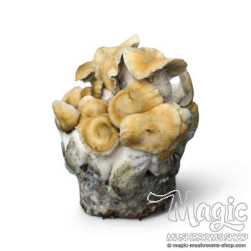 Spore print Pensacola