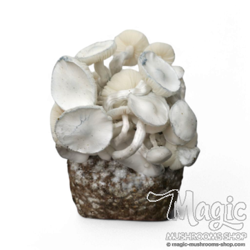 Nepal - spore vial | 10ml