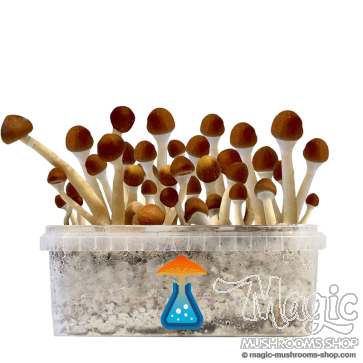 GetMagic Mazatapec+ Magic Mushrooms Grow Kit