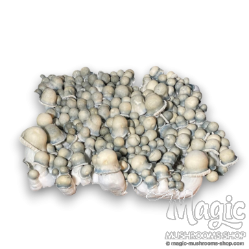 Moby Dick Spore vial