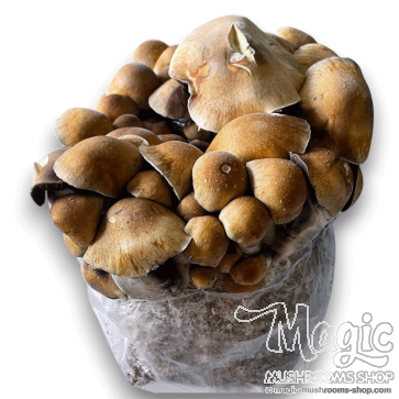 Brazil psilocybe cubensis Spore Print 