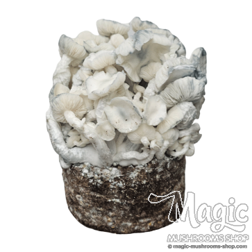 Mushroom grow kit Albino XP