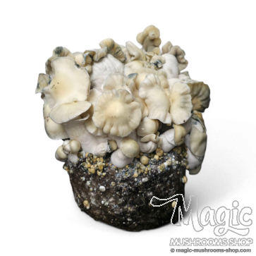 WhiteBilly Cloud920 Ready to Grow Bag