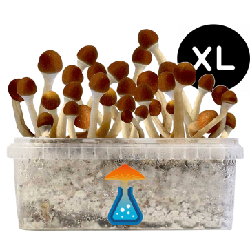 GetMagic Magic Mushroom grow kit XL