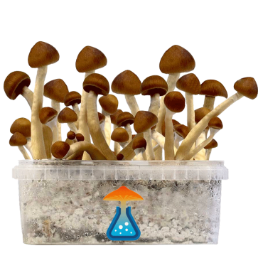 GetMagic Colombia+ Magic Mushrooms Grow Kit