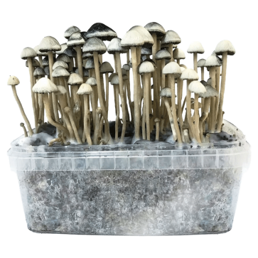  Hawaiian Copelandia Panaeolus Cyanescens