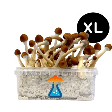 GetMagic Magic Mushroom grow kit XL