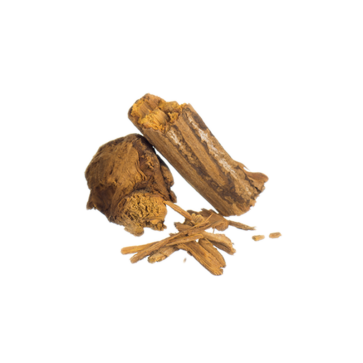 Banisteriopsis caapi | Rotes Brasilien