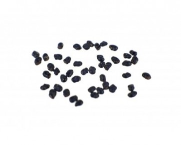 peruvian Torch Cactus | 20 seeds