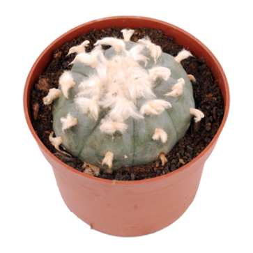 Peyote 6-7 cm