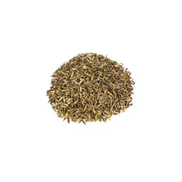 Reed Canary Grass | Phalaris Arundinacea