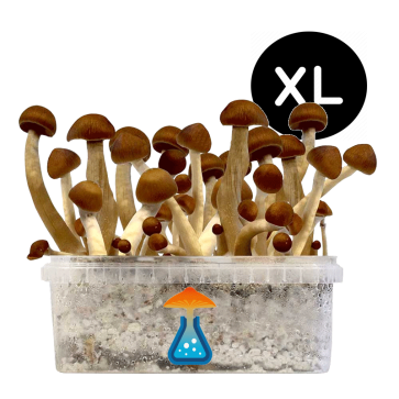 GetMagic Magic Mushroom grow kit XL