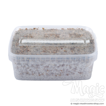 random magic mushrooms myclium grow kit