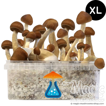 GetMagic B+ XL Grow Kit