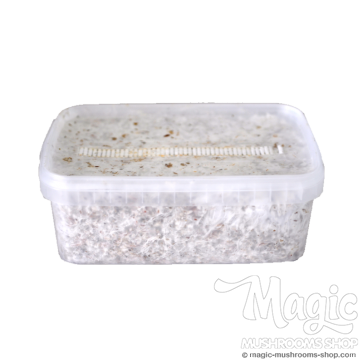 Magic mushroom kit mazatapec