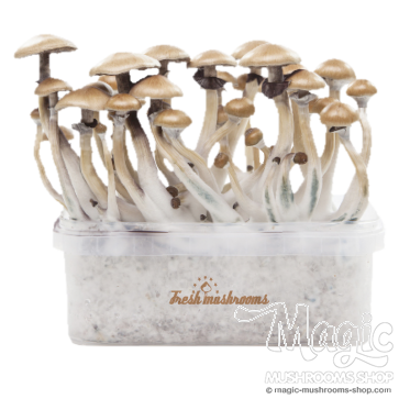 Golden Teacher XP| Fresh Magic Mushrooms Grow Kit